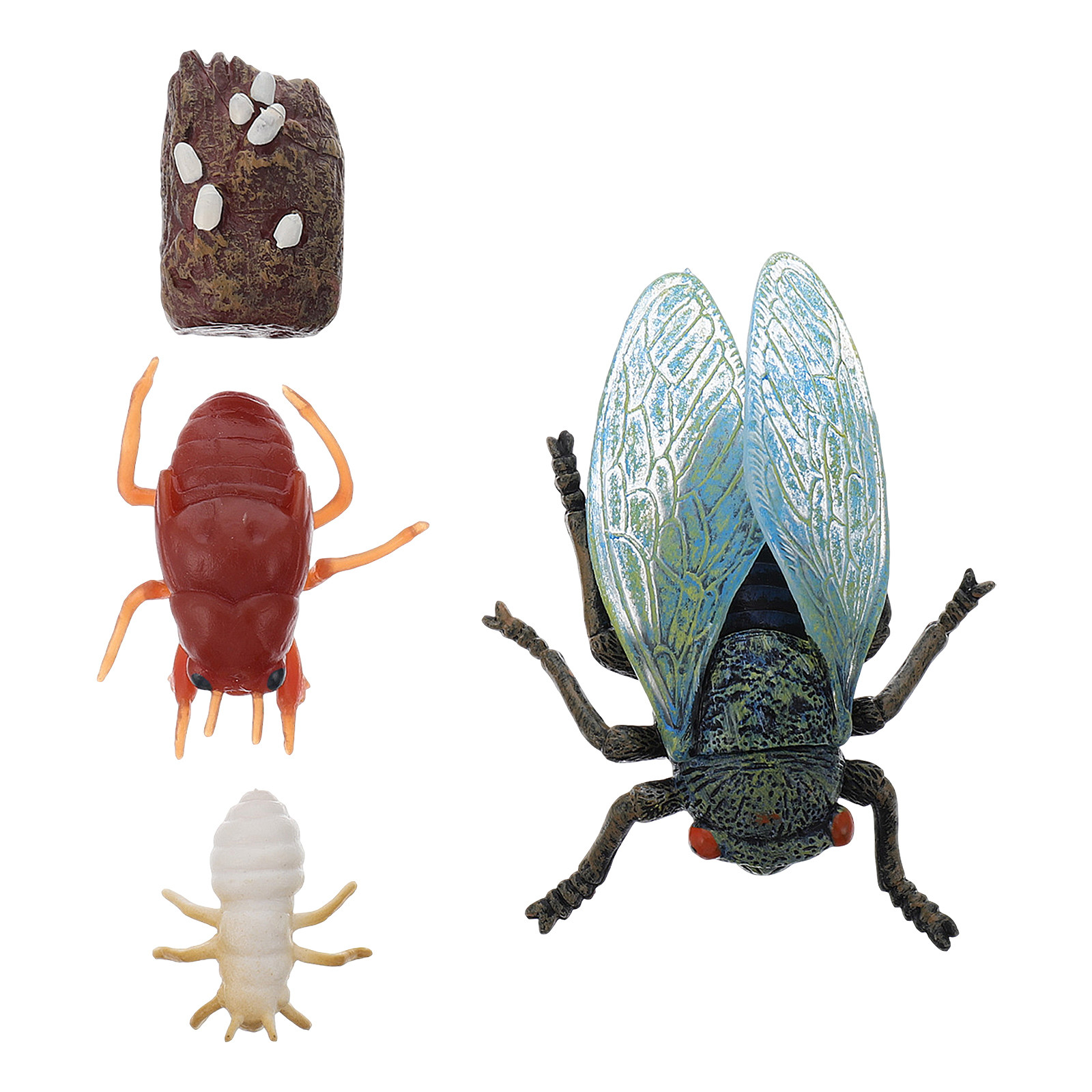 1Set Simulation Cicada Growth  - Kids Education Learning 리뷰 및 가격