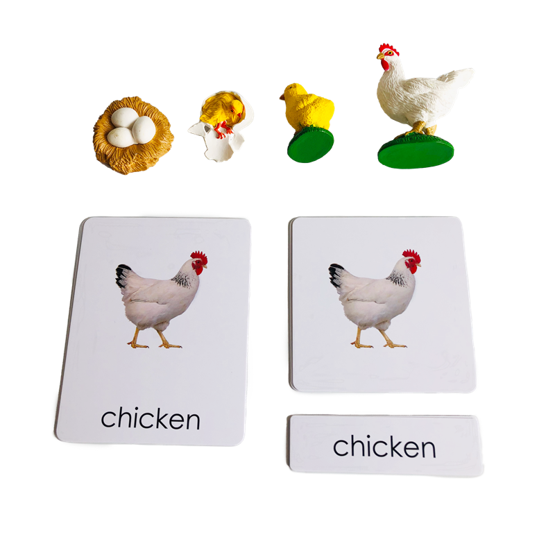 Life Cycle Animals Cards and M - Kids Education Card 리뷰 및 가격