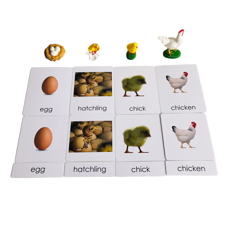 Life Cycle Animals Cards and M - Kids Education Card 리뷰 및 가격
