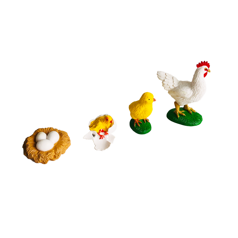 Life Cycle Animals Cards and M - Kids Education Card 리뷰 및 가격